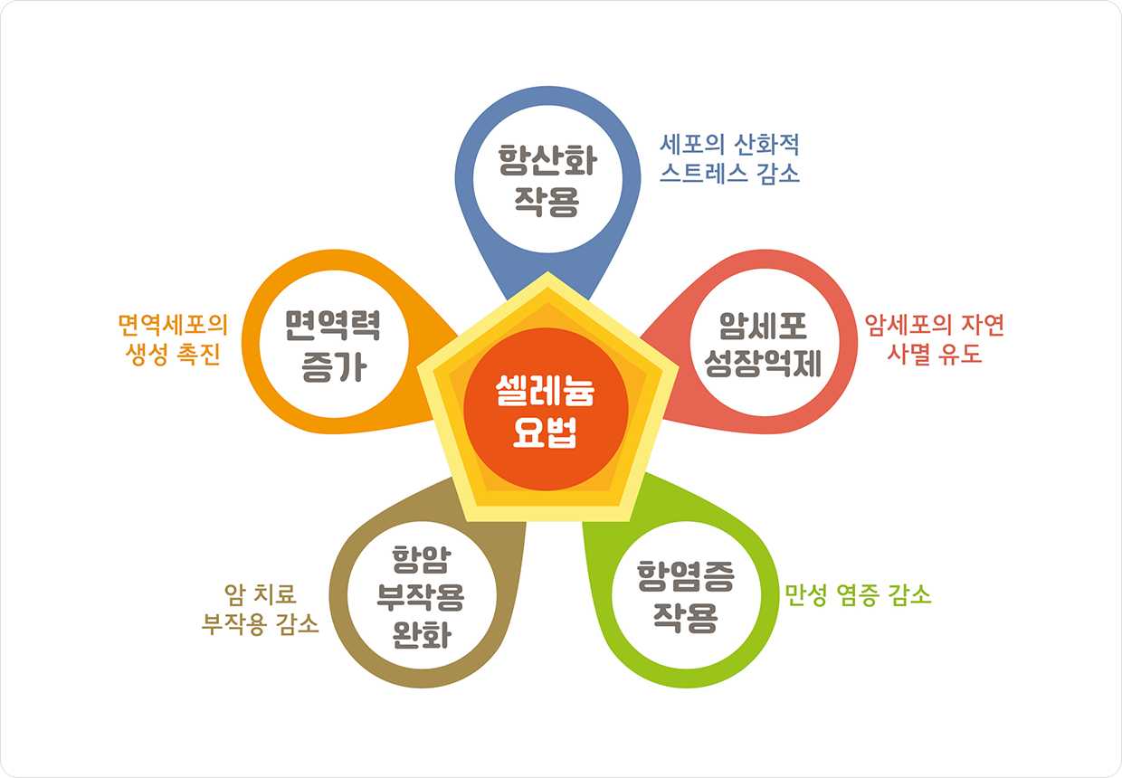 셀레늄요법 : 항산화작용(세포의산화적 스트레스감소), 암세포 성장억제(암세포의 자연 사멸 유도), 항염증 작용(만성 염증 감소), 항암 부작용 완화(암 치료 부작용 감소), 면역력 증가(면역세포의 생성 촉진)